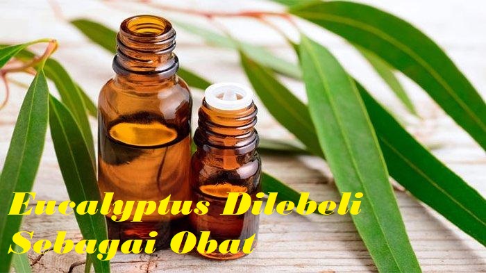 Eucalyptus Dilebeli Sebagai Obat