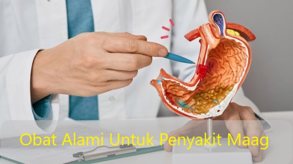 Obat Alami Untuk Penyakit Maag